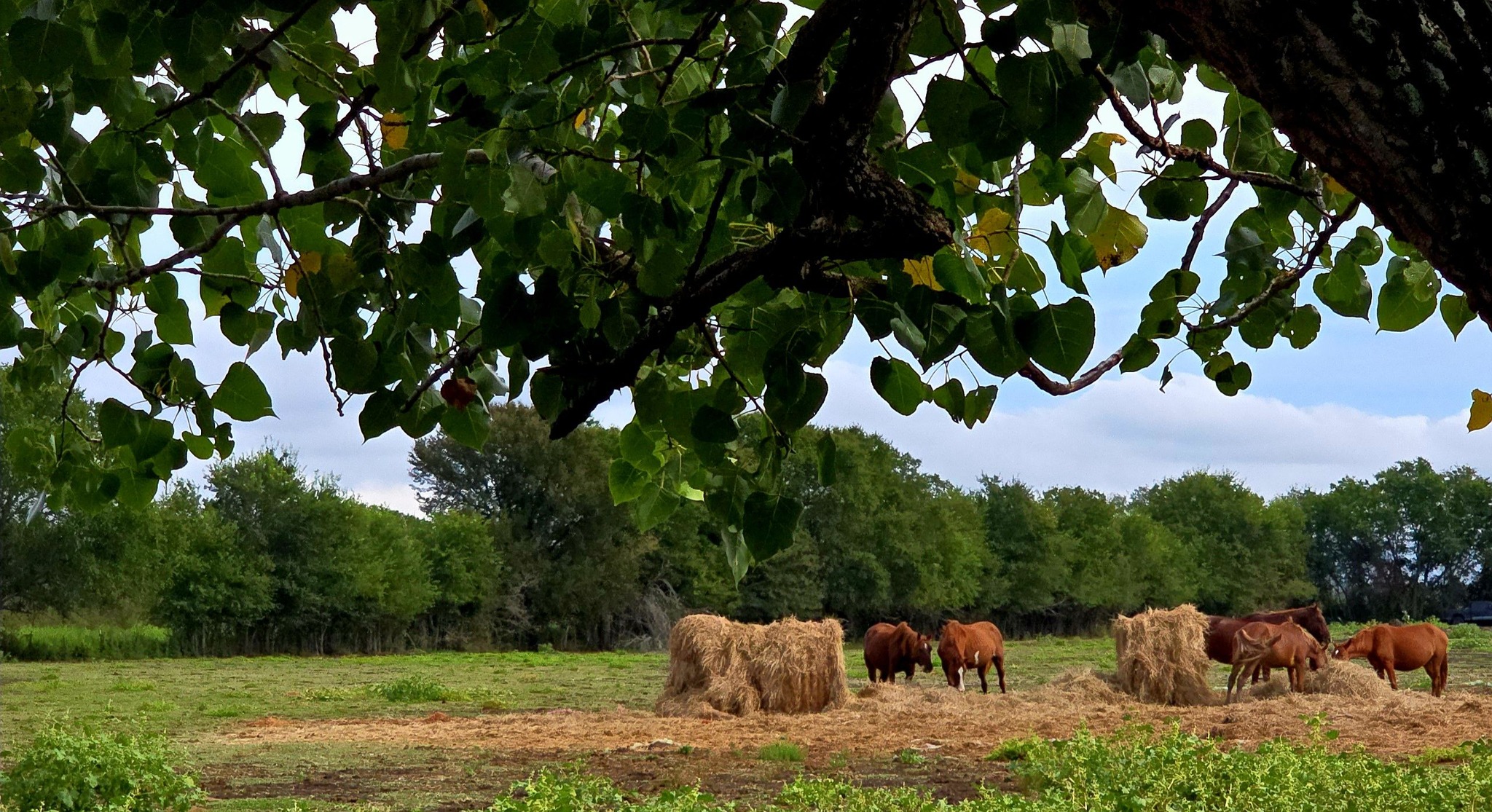 Castaways Ranch