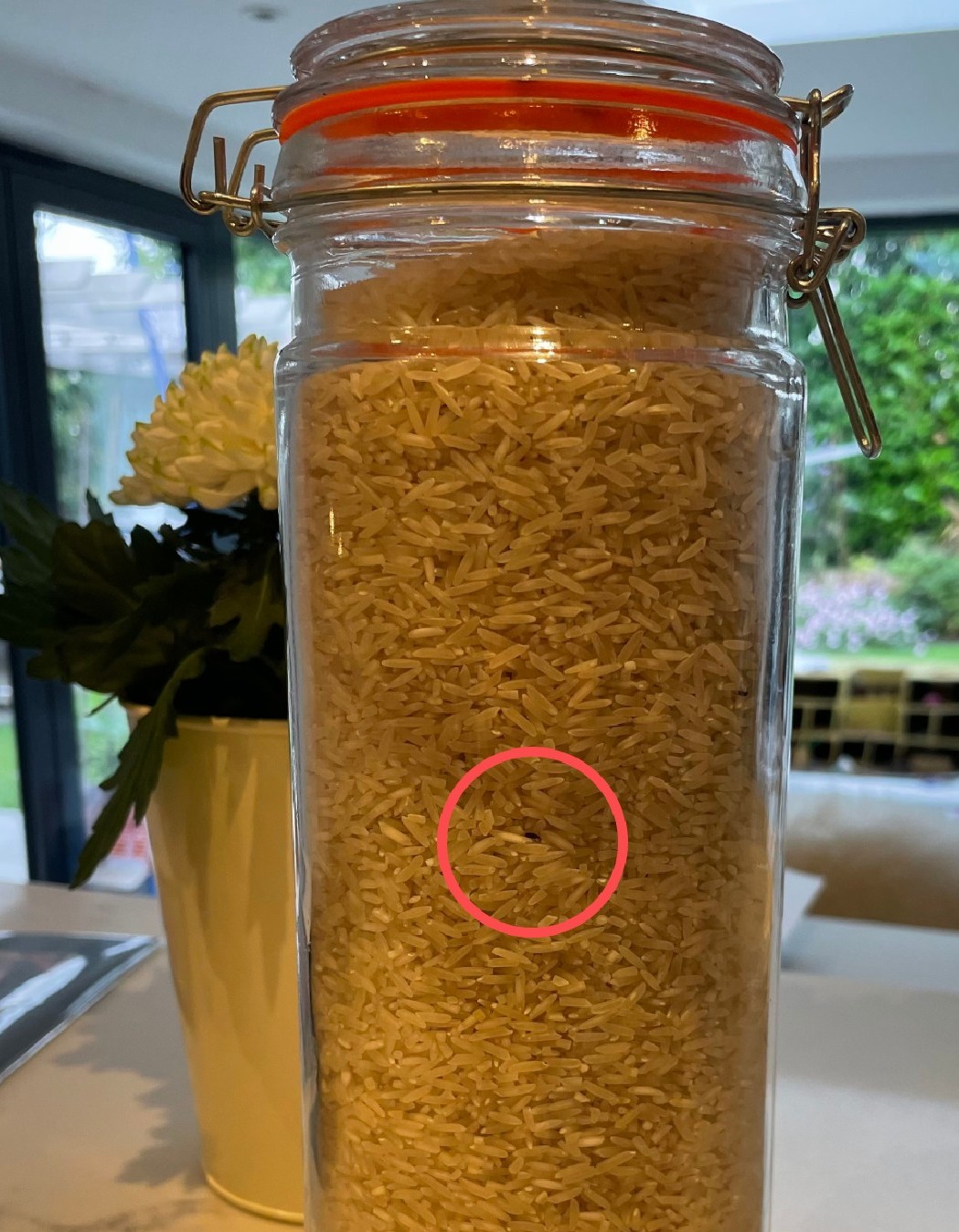 MSE Debs spotted a rice weevil... - MoneySavingExpert.com | Facebook