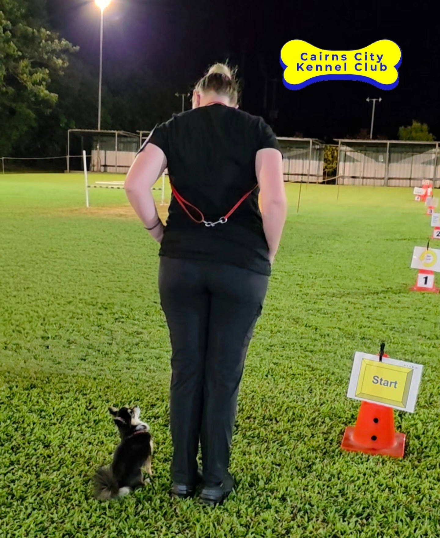 Cairns - 📣🐾 Public Training Classes Starting Soon! 🐾📣 Cairns City ...