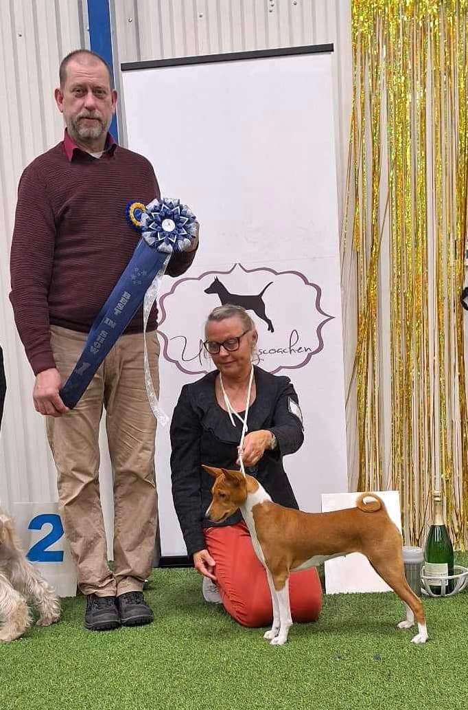 ha-konsten-att-visa-hund-p-hundutst-llning-ringtr-ning-facebook