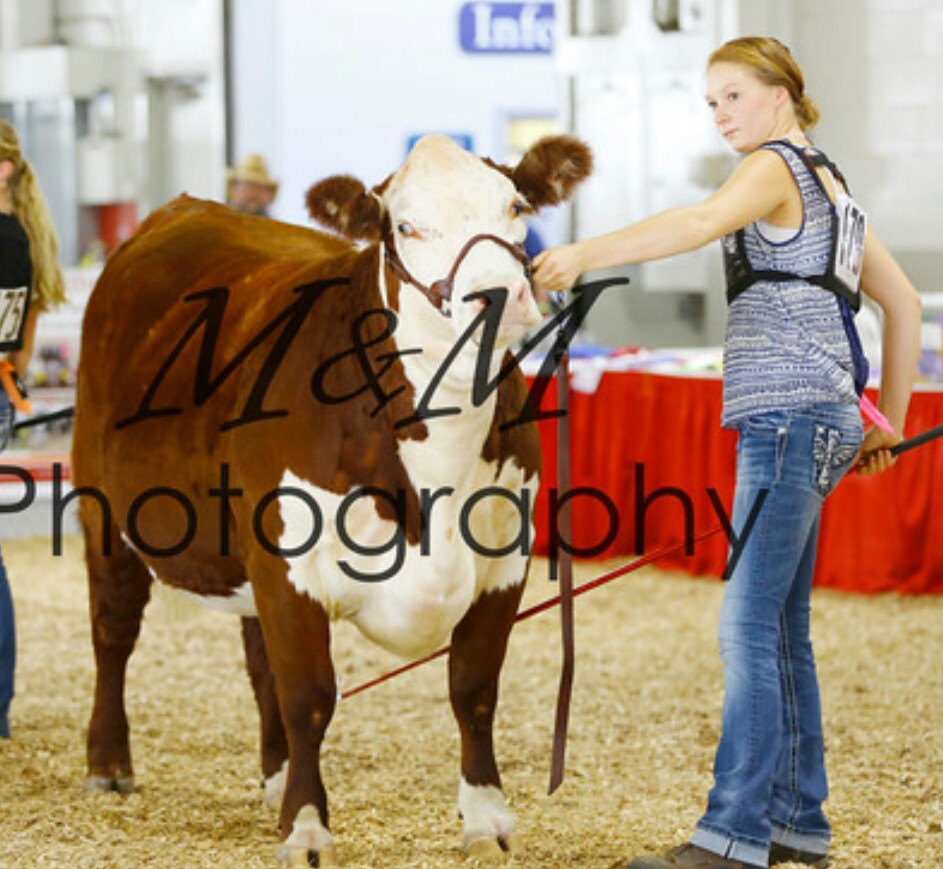 Four Winds Farm - Big E 2016, 4WF Gold Digger 40B Sire: Trust Dam ...