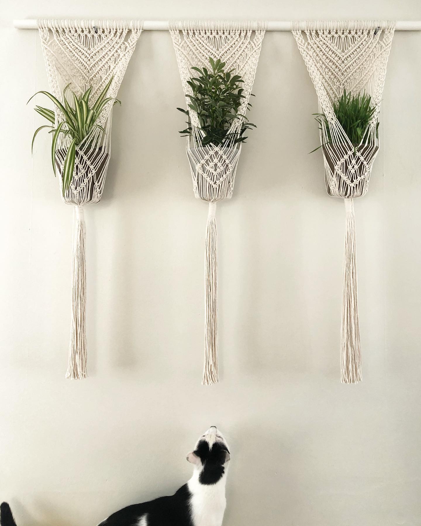 Ropes And Roses