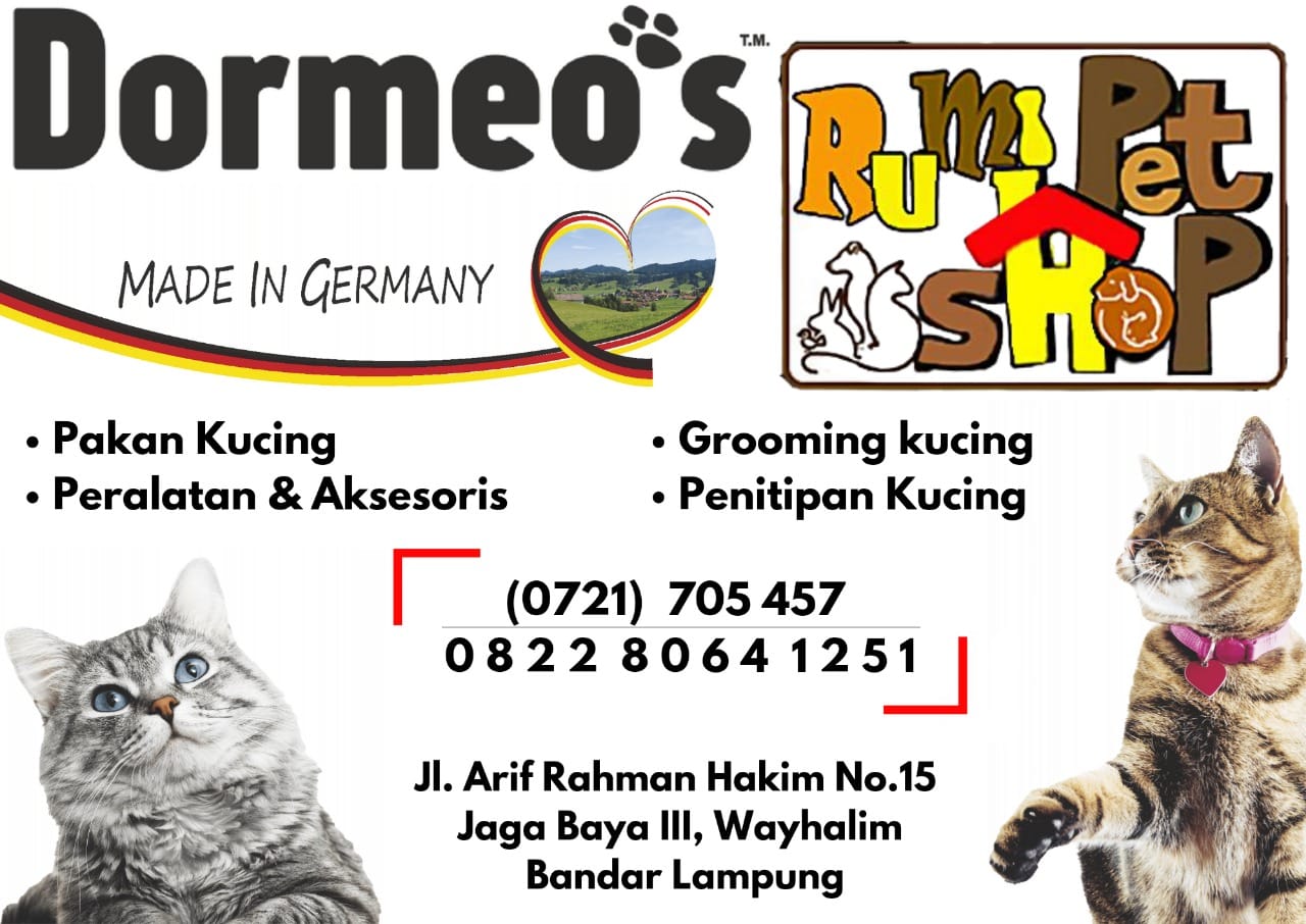RUMI PETSHOP LAMPUNG ( Kucing Lampung ) | Facebook