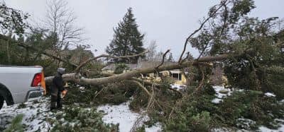 Quality Performance Tree Service,LLC | Tulatin OR