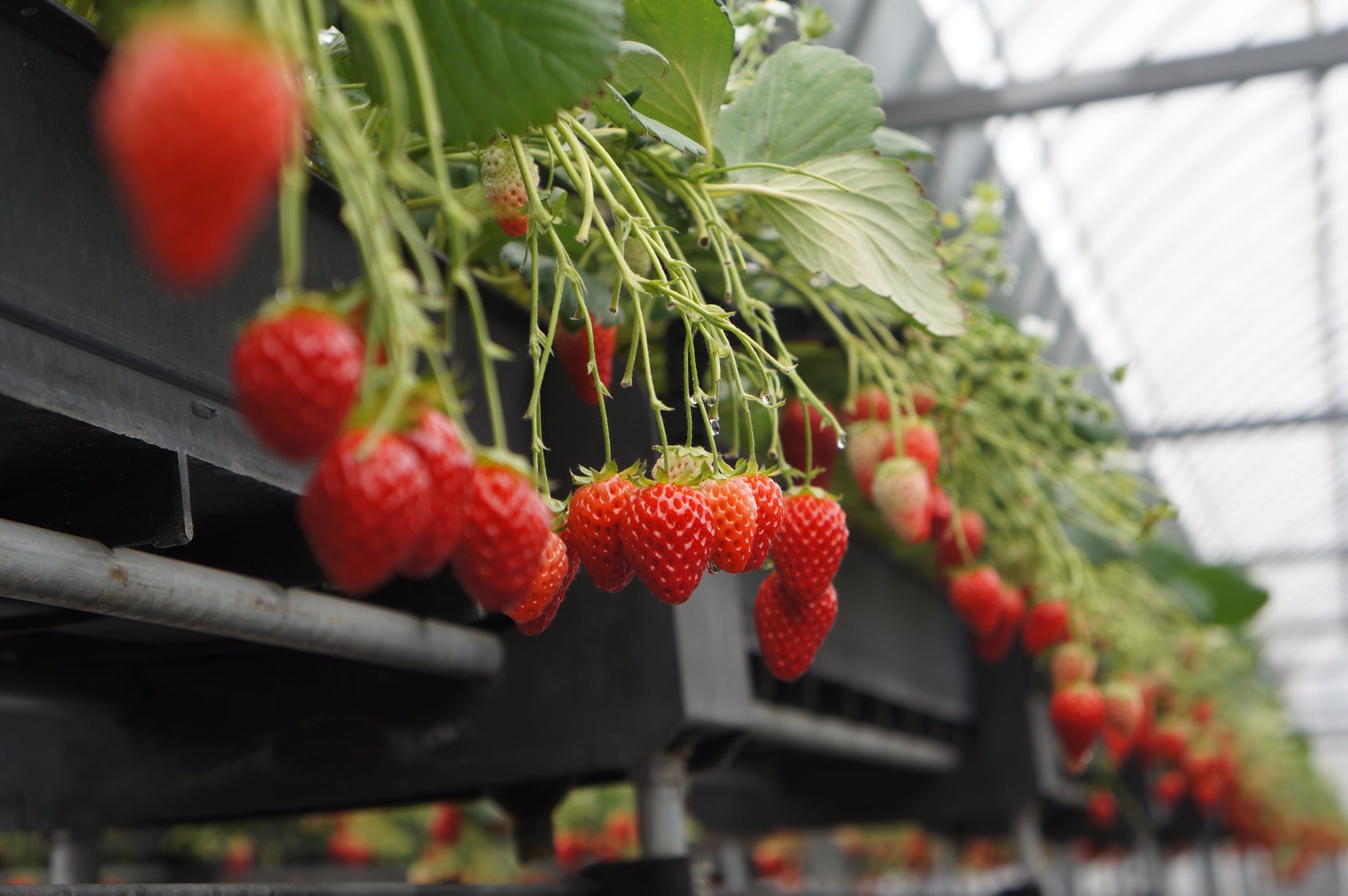 One of the Biggest Strawberry Farm in Kansai: Osazen Farm