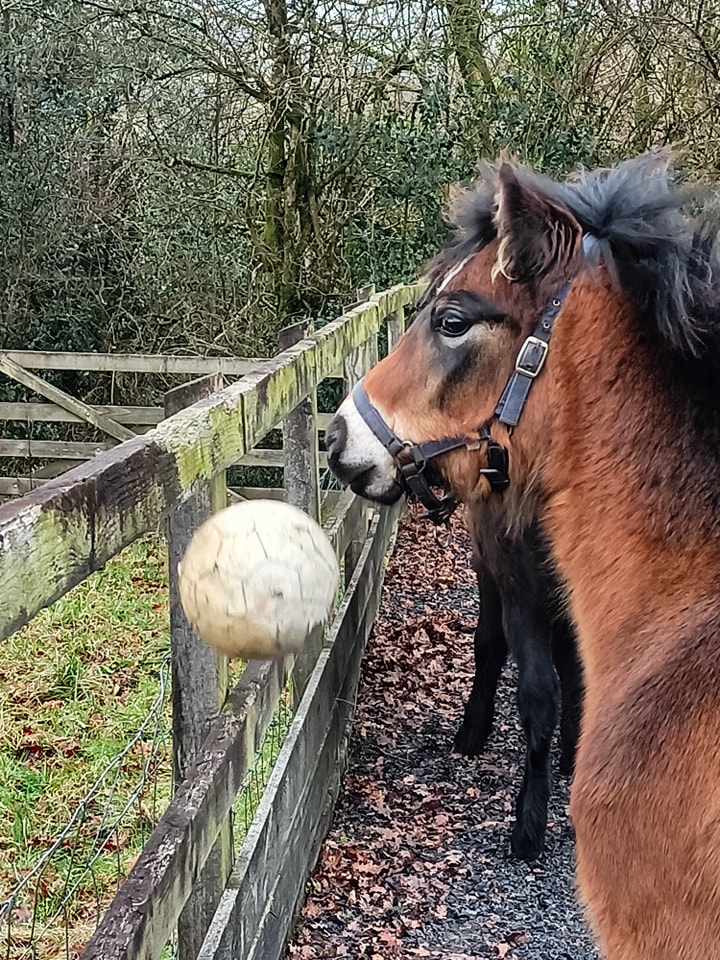 Shilstone Rocks Stud -Dartmoor Riding - Chittleford Farm