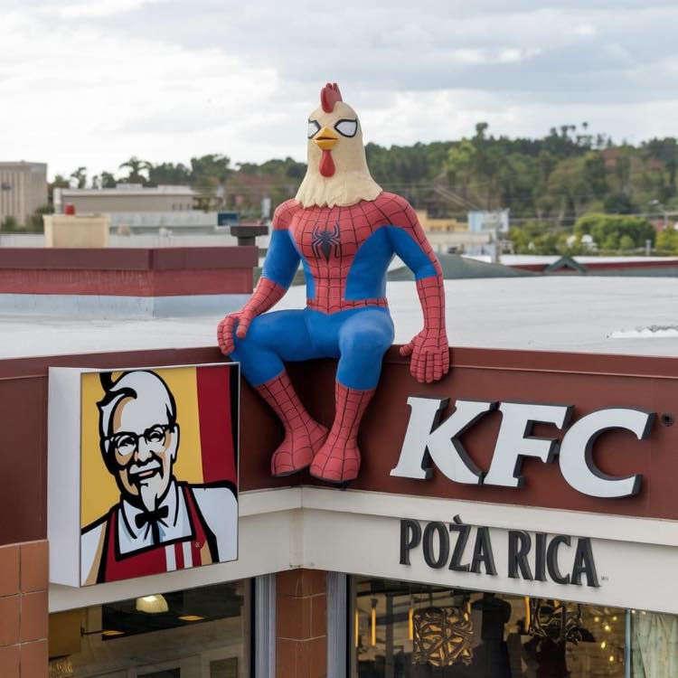 El pollo araña