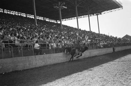 Dan Dailey Rodeo Cowboy INTERNATIONAL PROFESSIONAL RODEO ASSOCIATION