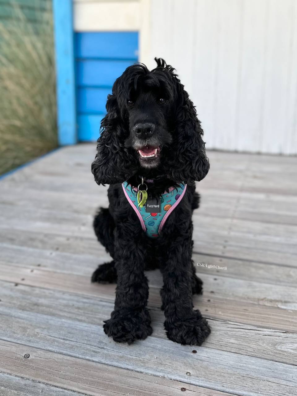 Cocker - STATUS: Adopted