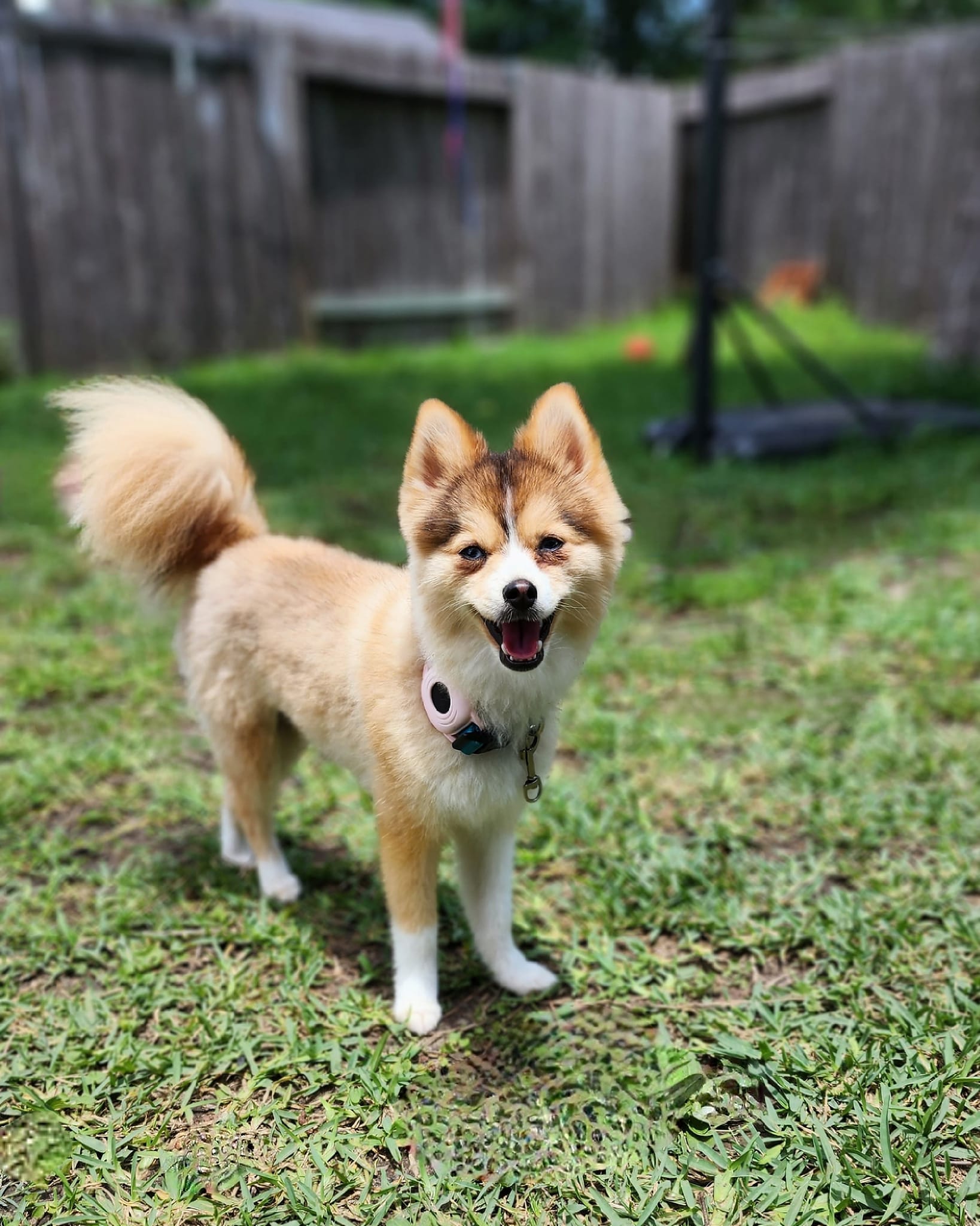 Foxy Roksi the Pomsky