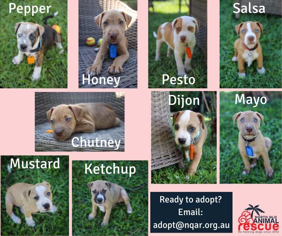 Say hello to our condiment... - North Qld Animal Rescue Inc.