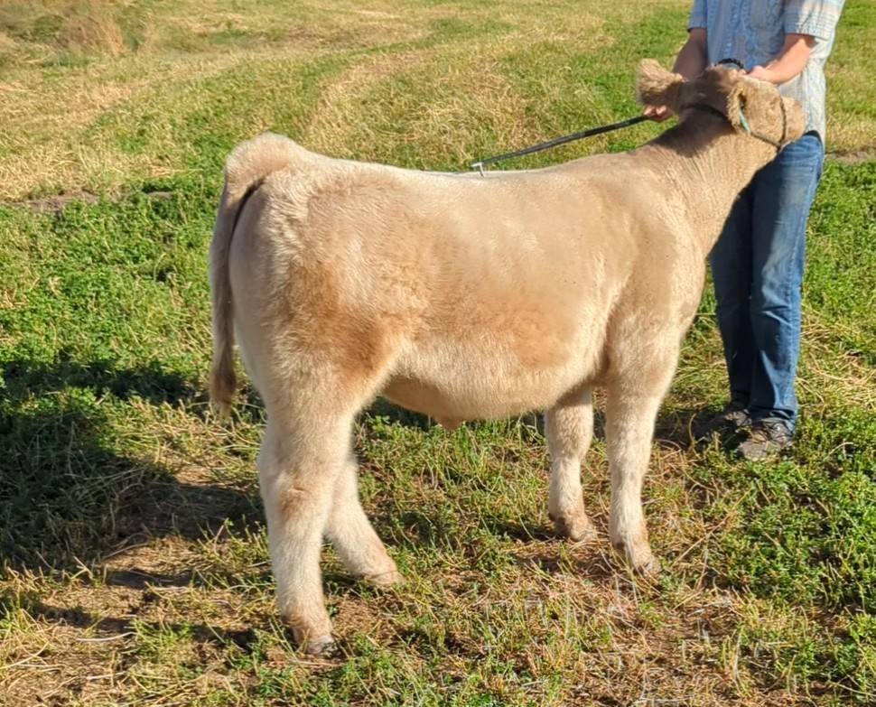 Washington Angus Association