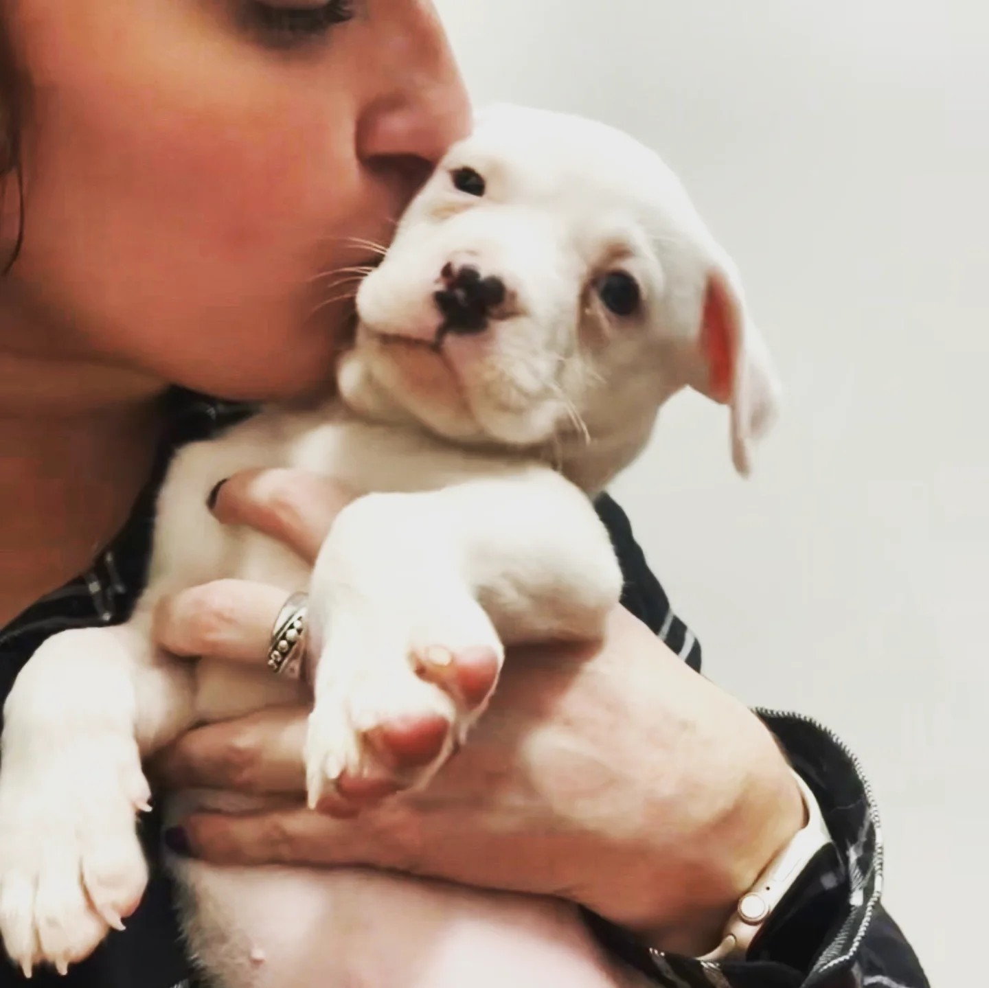 Urban Tails Veterinary Hospital - When it's cold, cuddle a pup. Sad ...