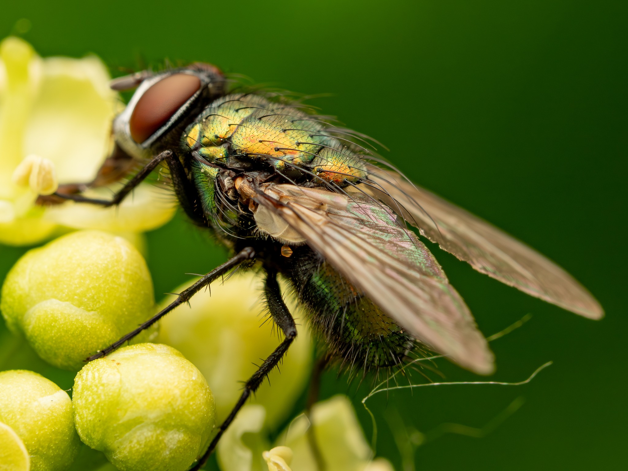 🪰 Pests vs. Neighbors: The Green... - Sergio's Pest Control