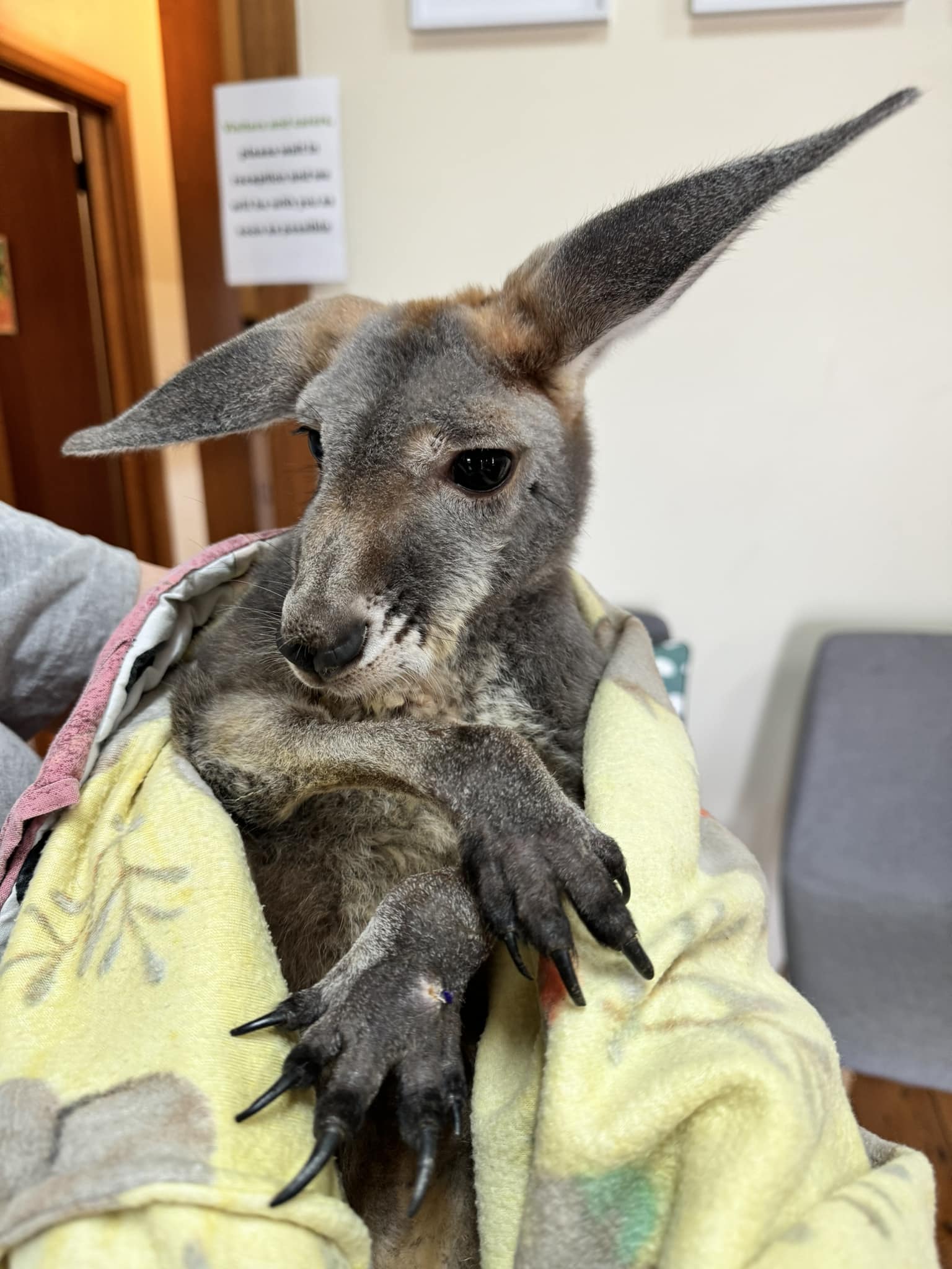 This juvenile Red... - Adelaide Koala & Wildlife Centre | Facebook