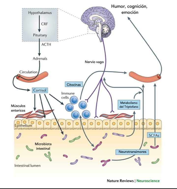 AFlora Clinic - La microbiota intestinal es un actor crucial en la ...