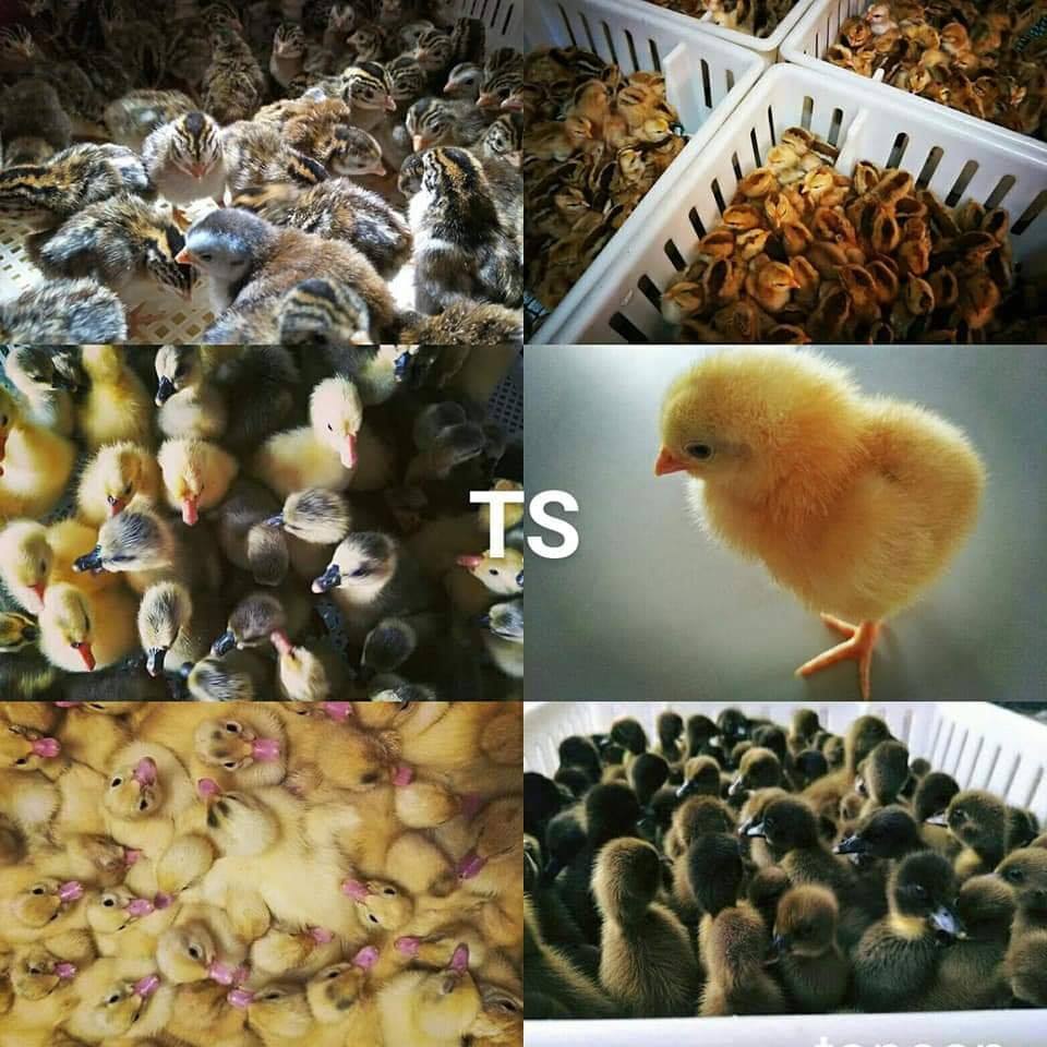 Topsan Farm Sdn Bhd | Ipoh