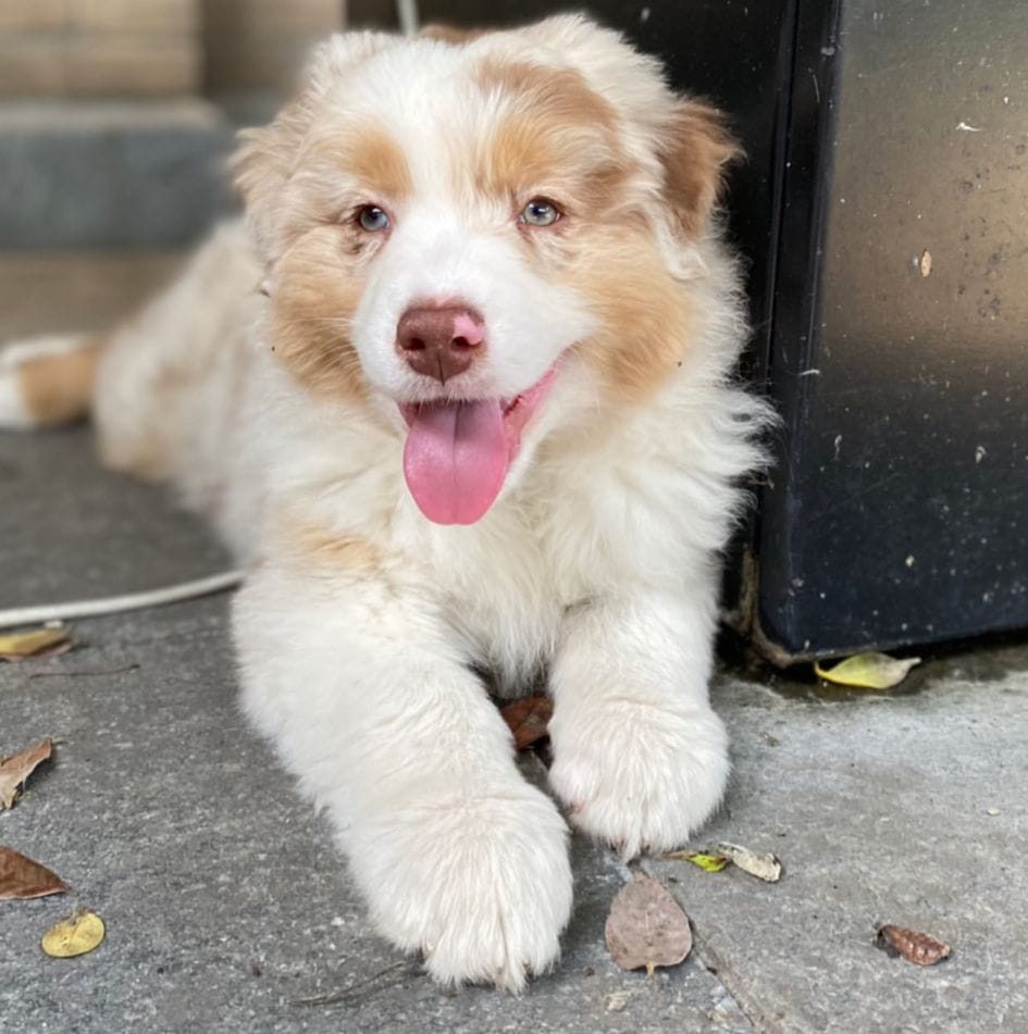 Red Rose Aussie Australian Shepherd - femmina bt nbt 1 | Facebook