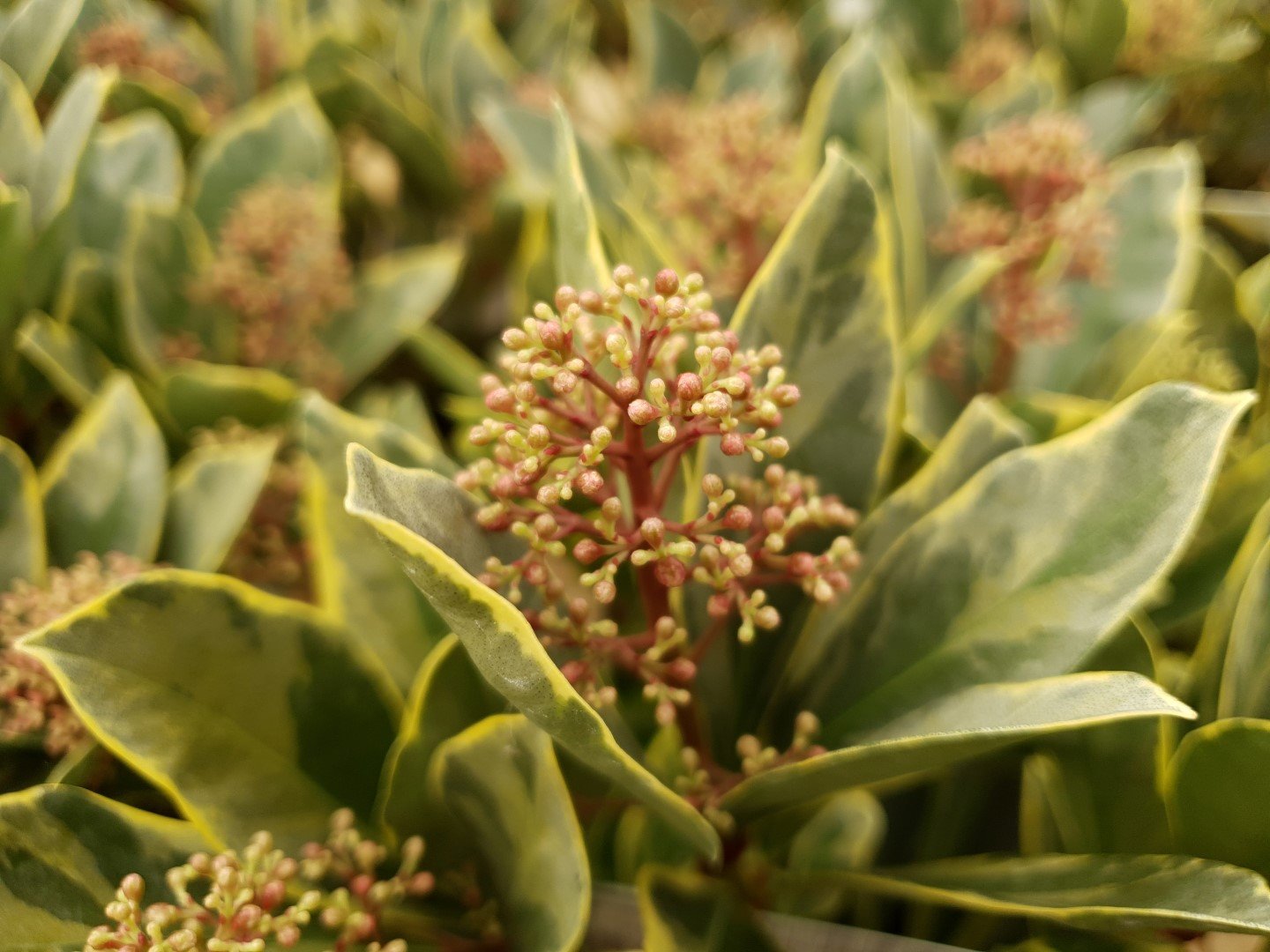 Skimmia Japonica Perosa Pbr Perosa Plantkeuze Get Inspired Facebook