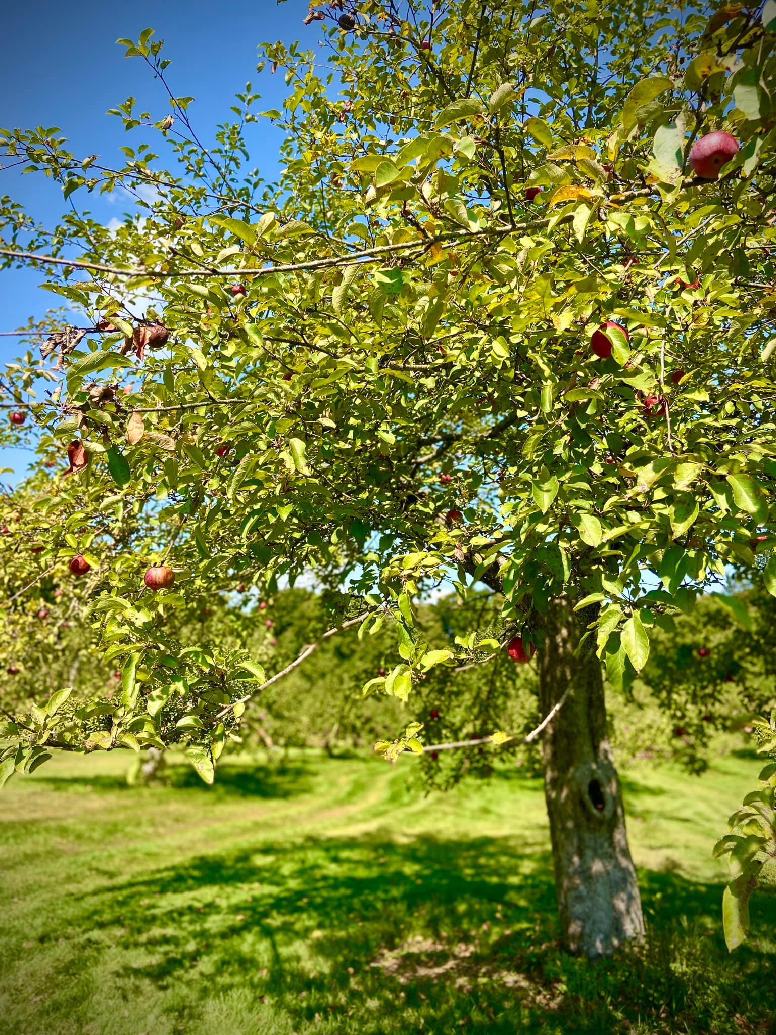Sentinel Farm | Belchertown MA