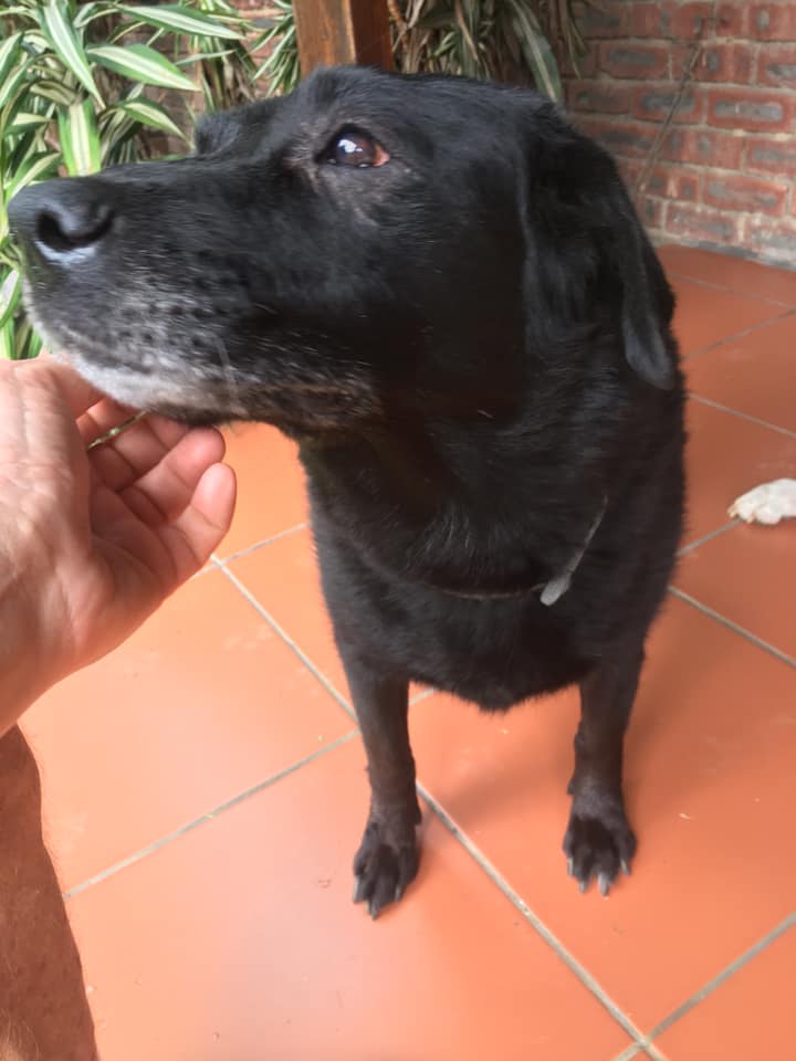 💙🐾. LUCY HAS BEEN ADOPTED Lucy is an 11 year old Labby was adopted into ...