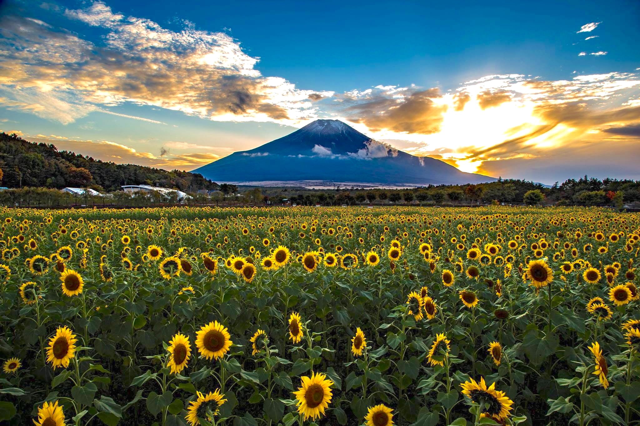 A field of sunflowers growing in the shadow of Mount Fuji in