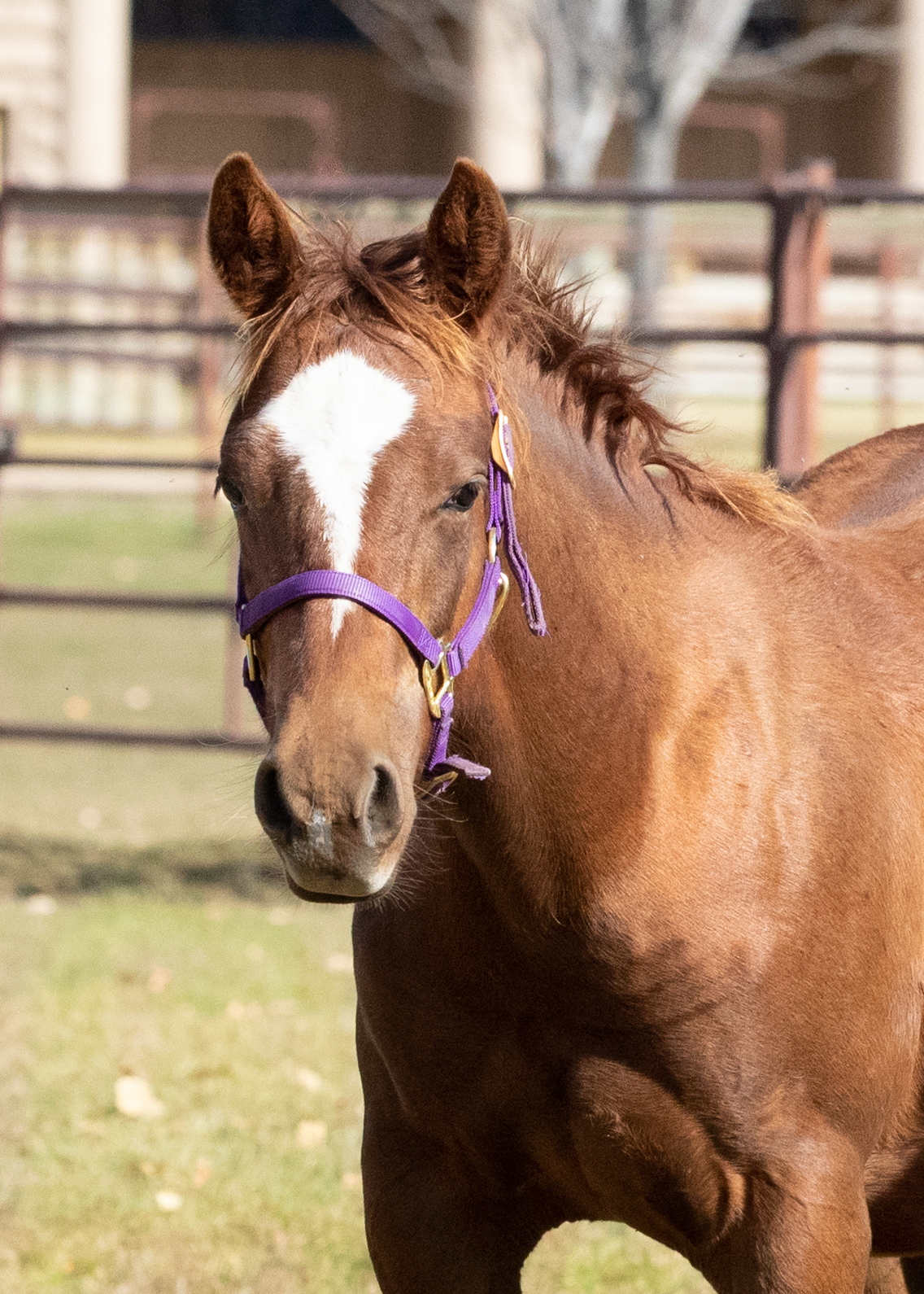 Bitterroot Springs Ranch | Stevensville MT