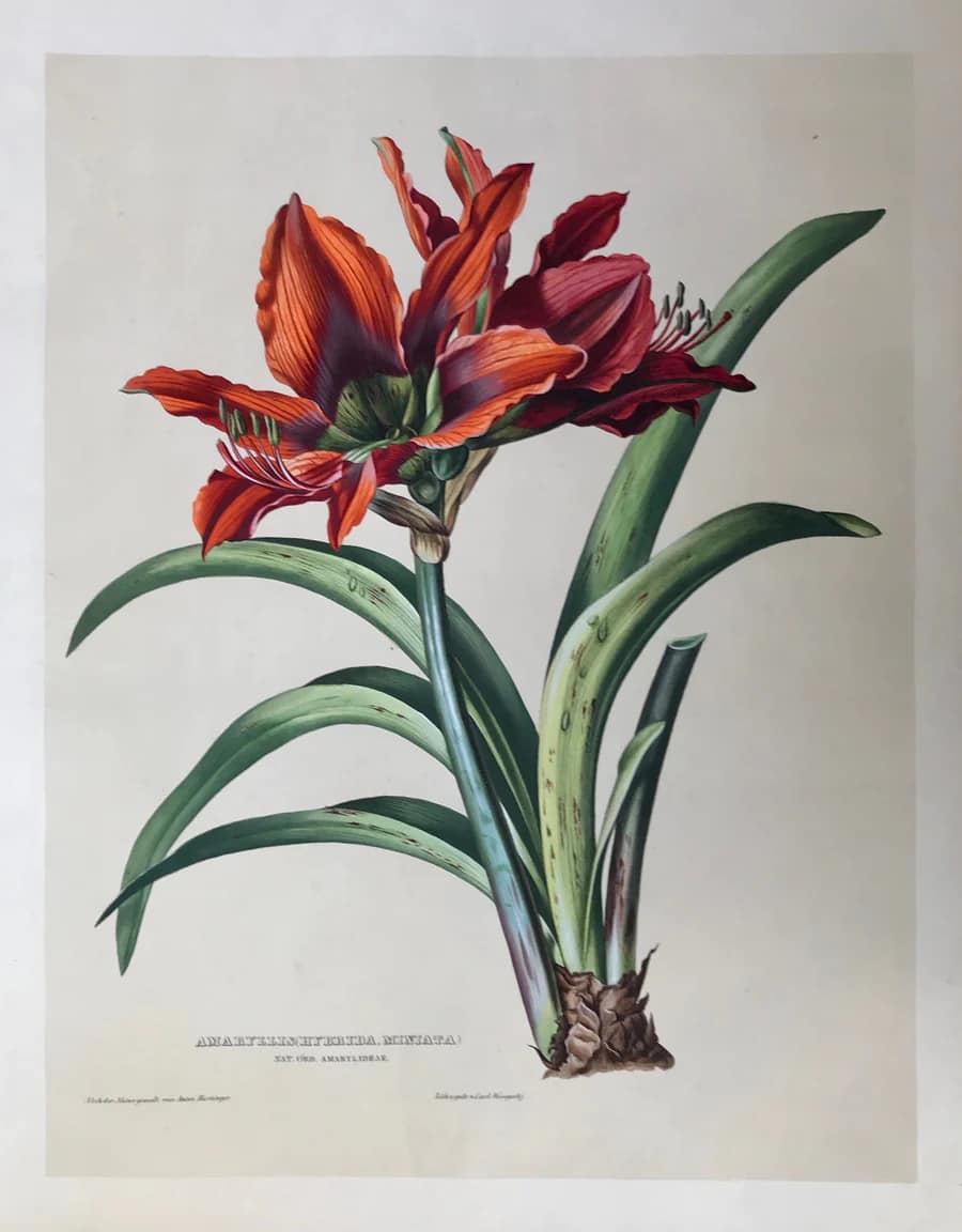 Exploring foxgloves in John Lindley's Digitalium Monographia