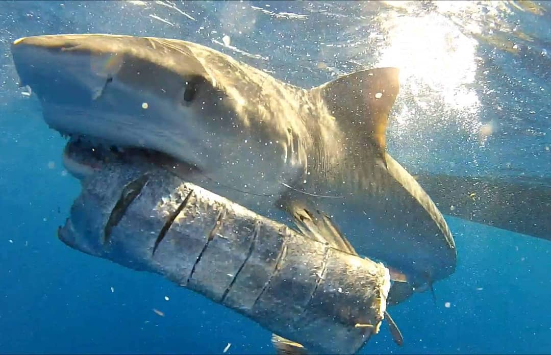 Bryce Rohrer - Captain - Prof Shark Diver