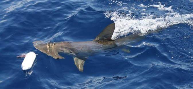 Bryce Rohrer - Captain - Prof Shark Diver