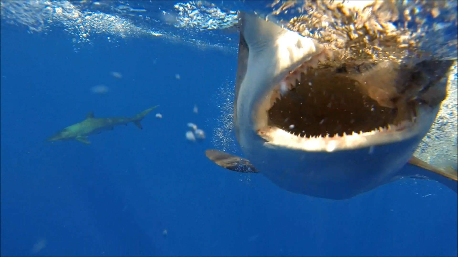 Bryce Rohrer - Captain - Prof Shark Diver