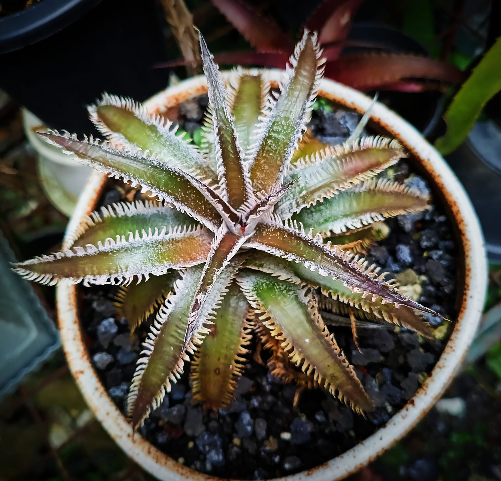 Bill Baker clone Dyckia dawsonii.
