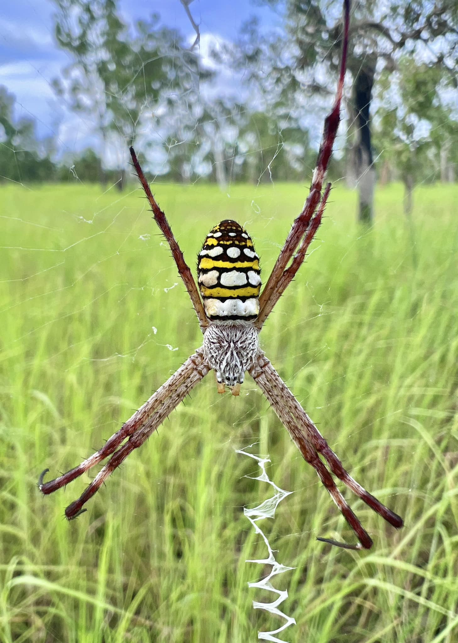Stunning Painted St. Andrews Cross Spider!😍🕷️🎨 Always so