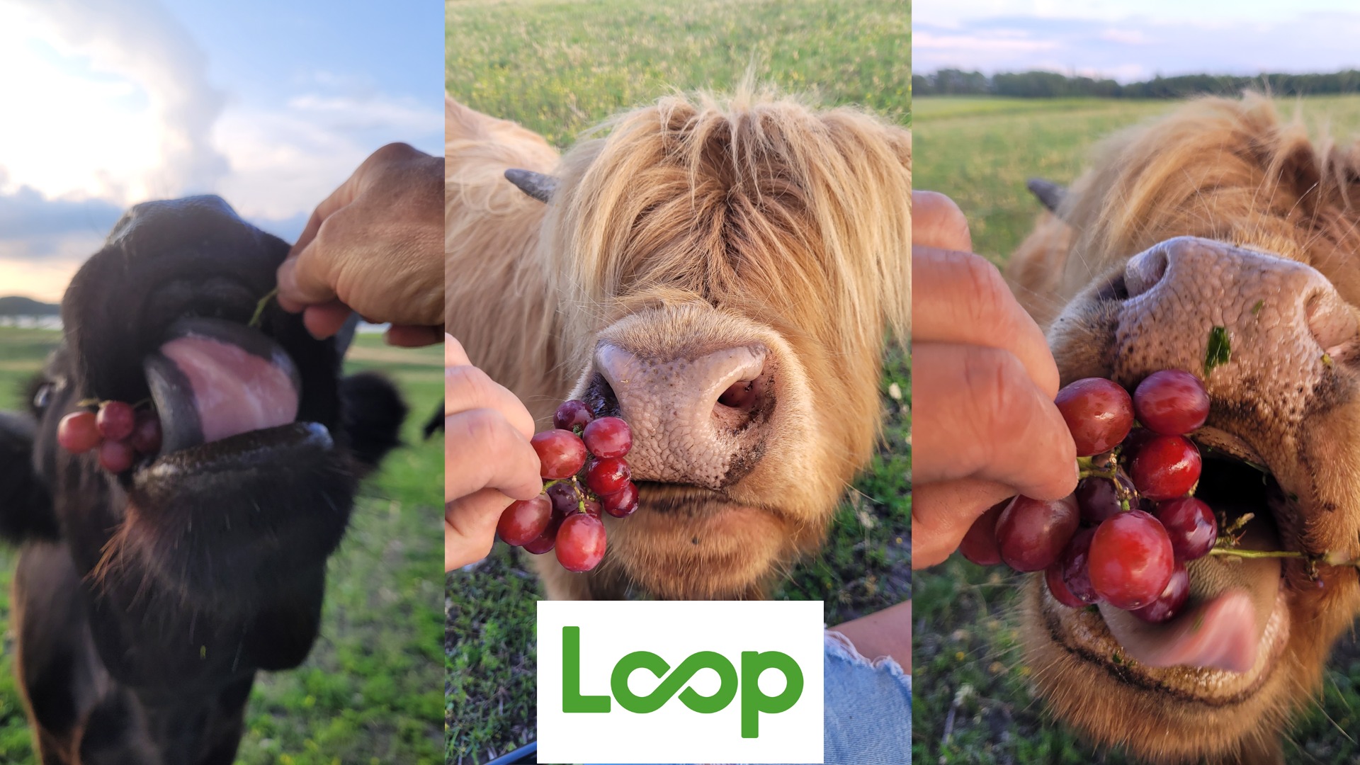 Loop - Rescue Food, Rescue the Planet