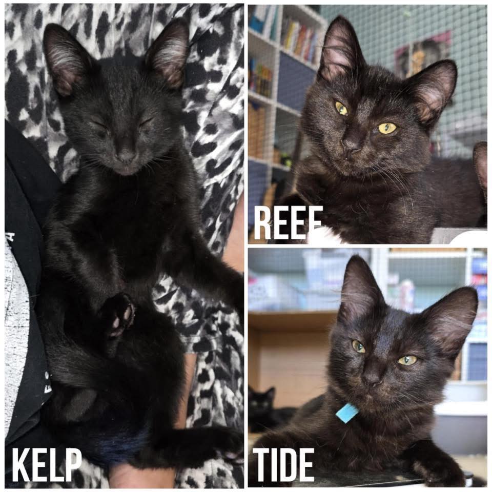 Perth Rescue Angels | Perth WA