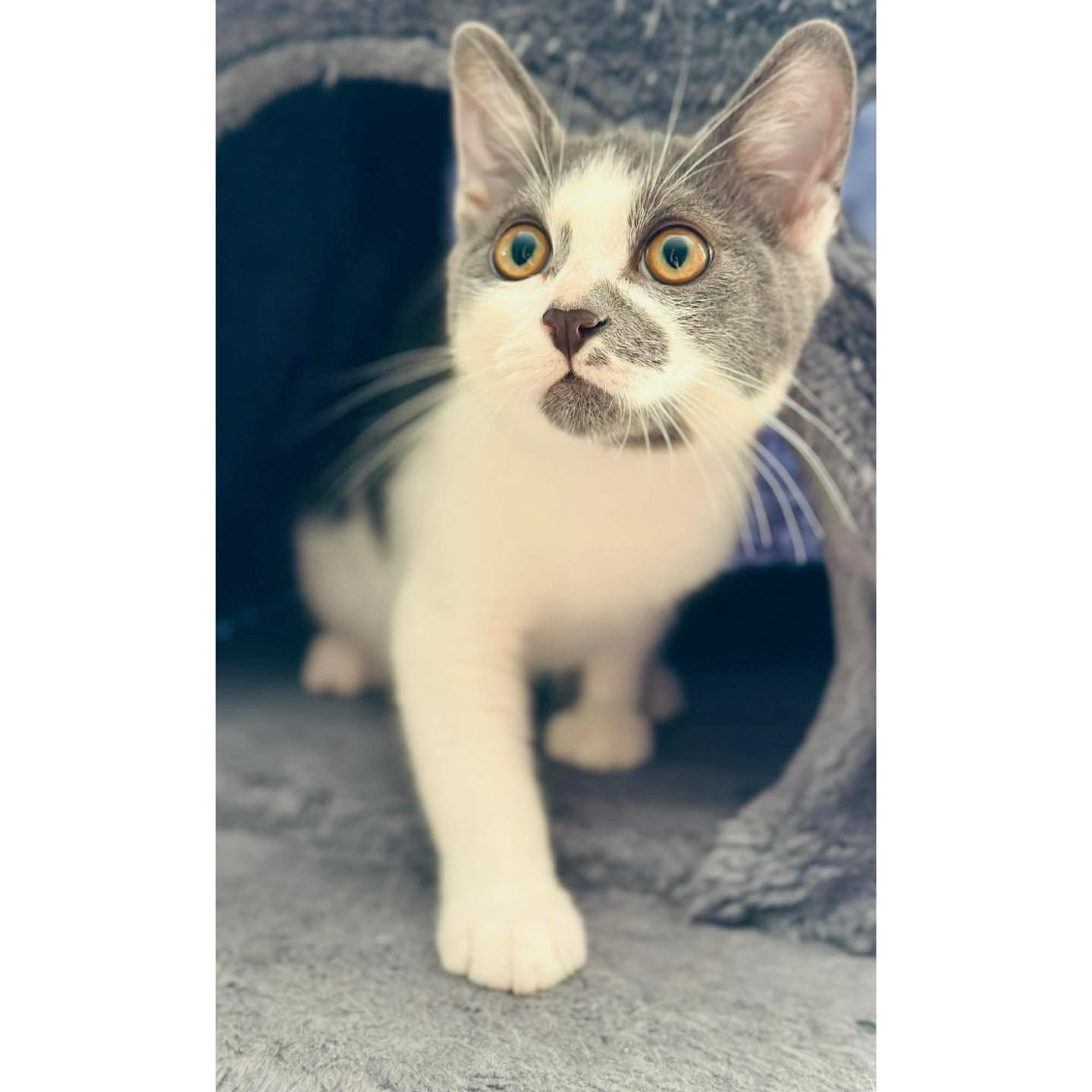 Perth Rescue Angels | Perth WA