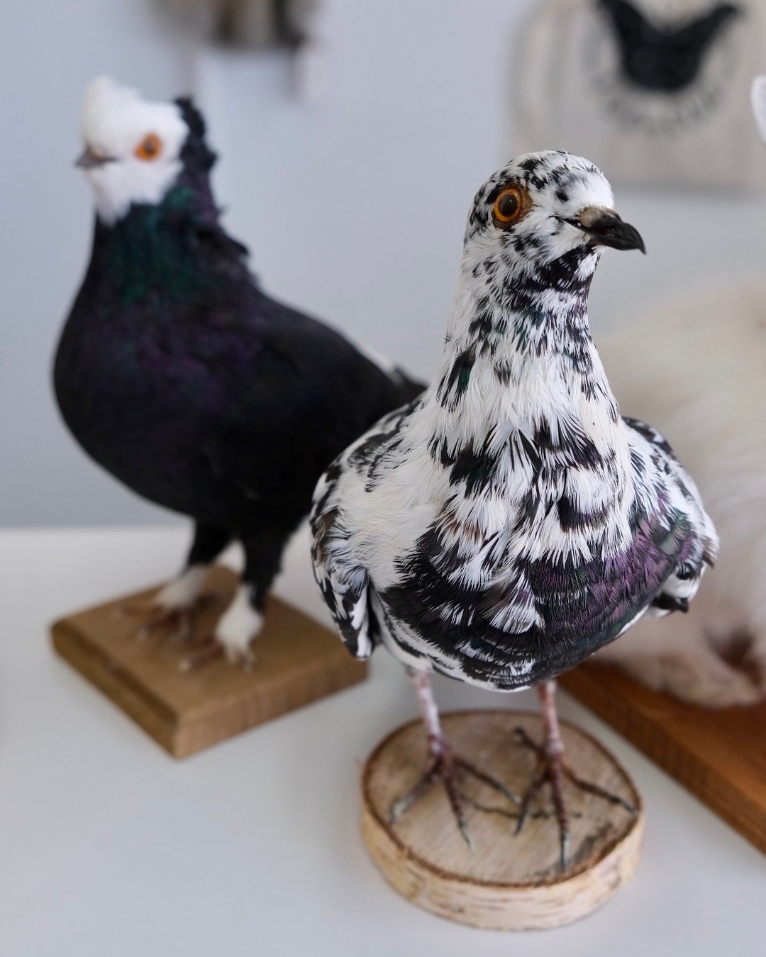 Is Pigeon toy in stock at London Selfridges?