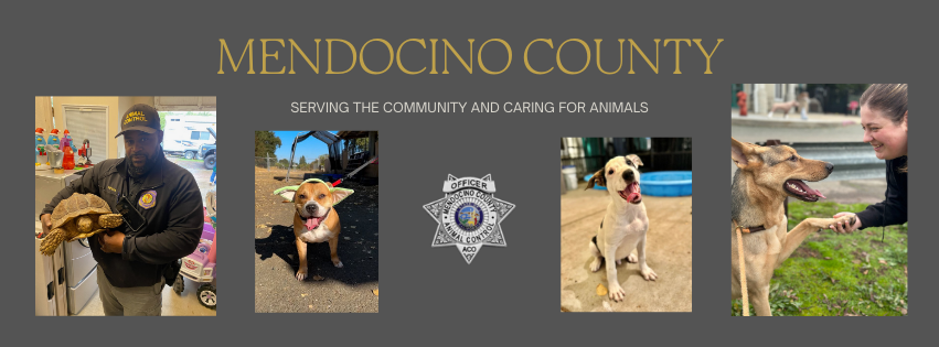 Breed: X Breed... - City of Mount Gambier Impounded Dogs | Facebook