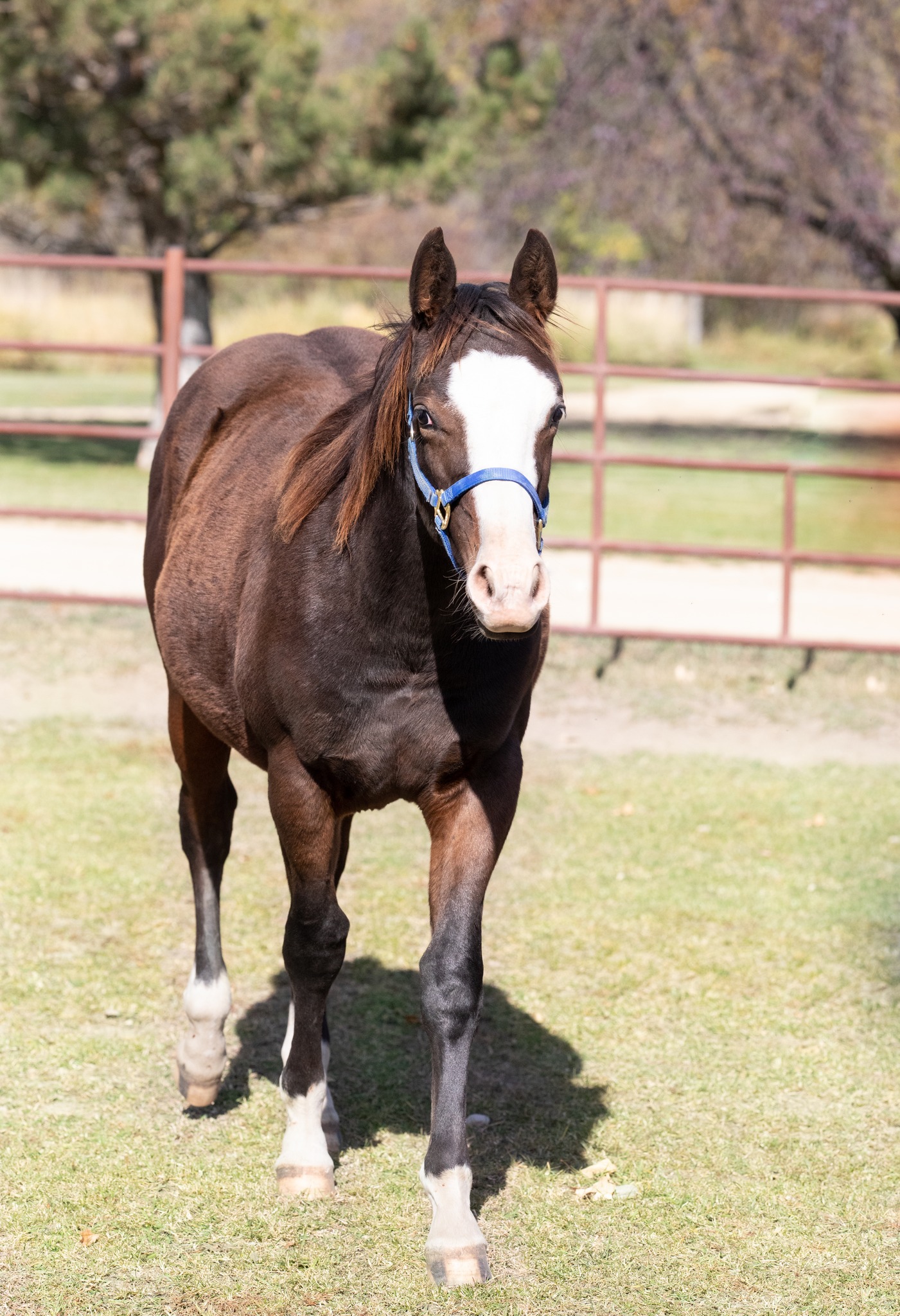 Bitterroot Springs Ranch | Stevensville MT
