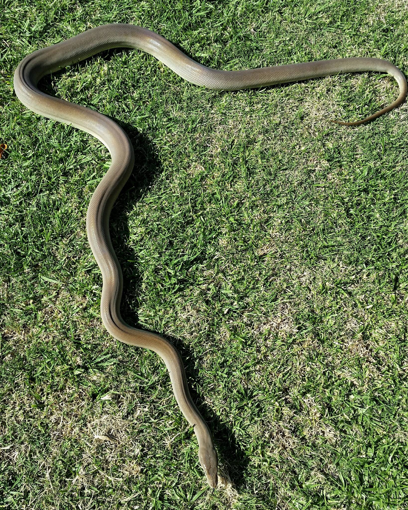 Pythonalia - Olive python out for a stretch. | Facebook