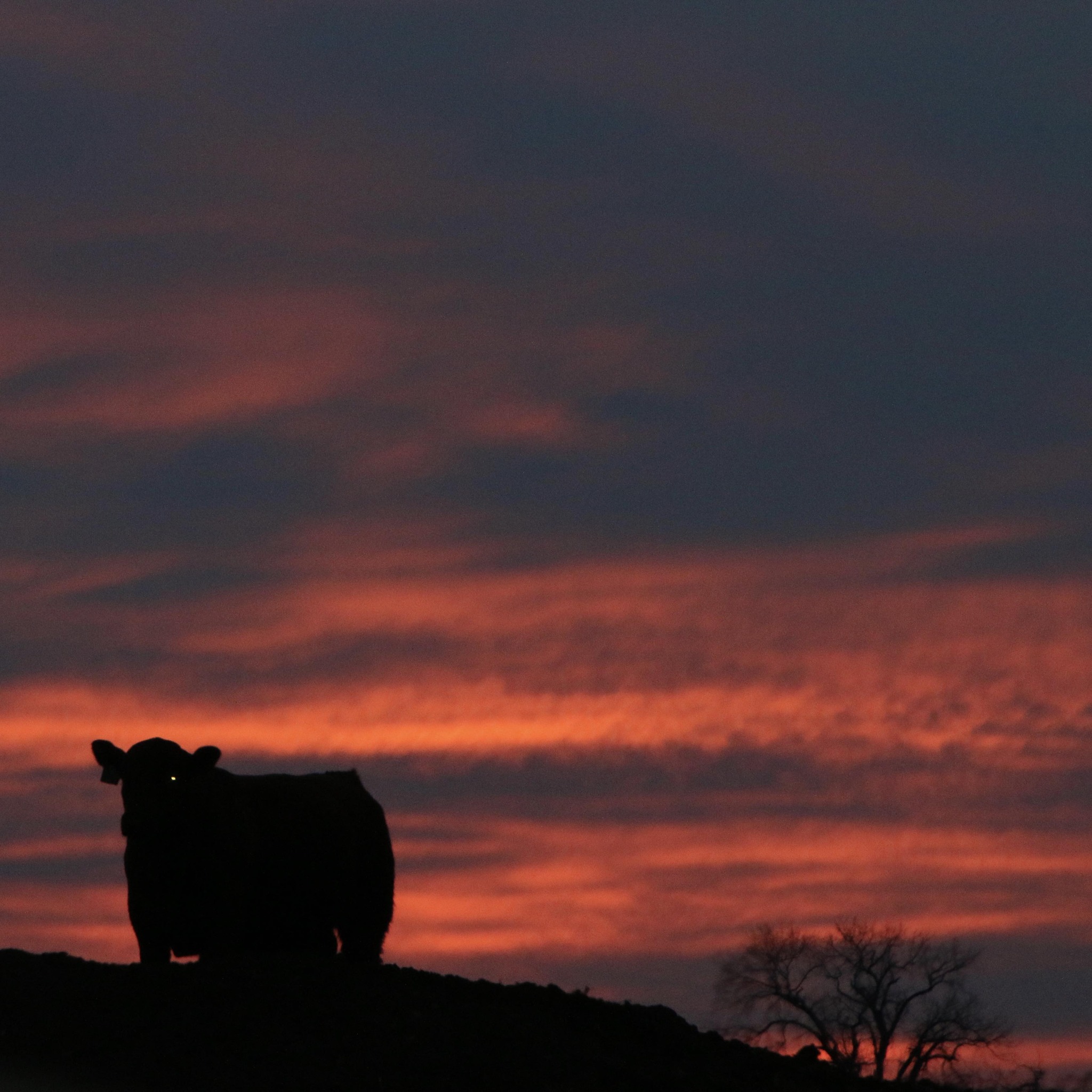 Rhodes Red Angus | Faulkton SD