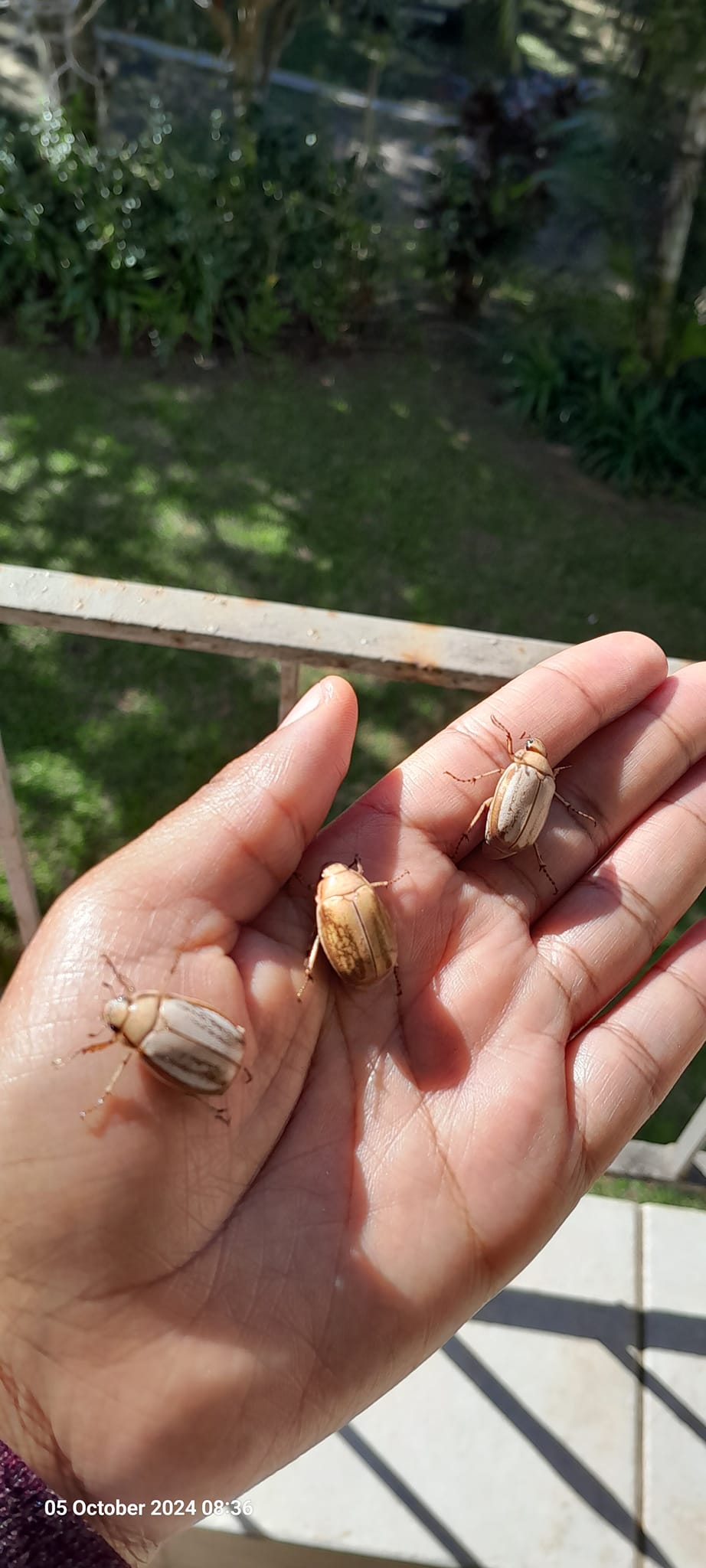 It's the first Julodis viridipes beetle posted to iNaturalist, and