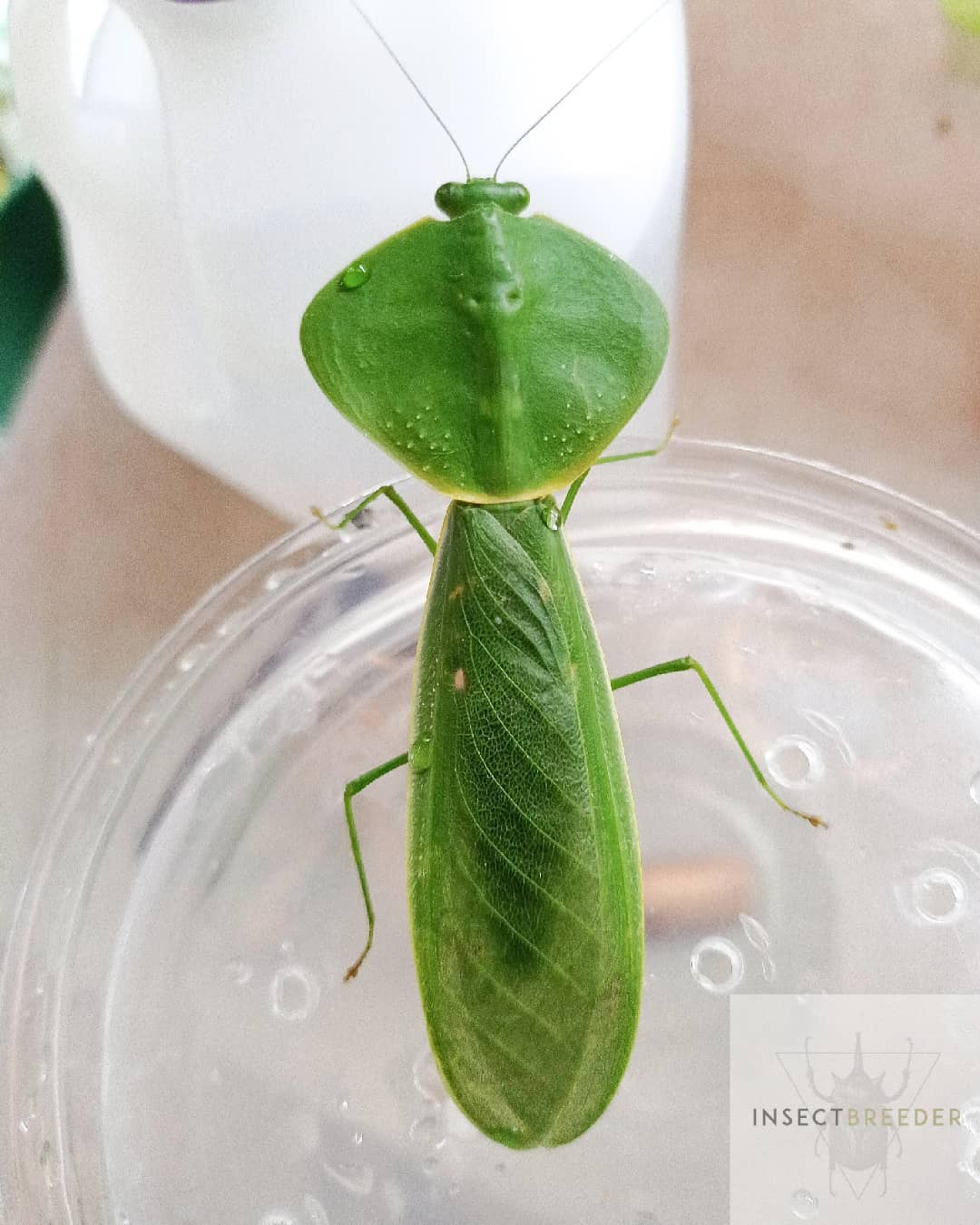 Insect Breeder
