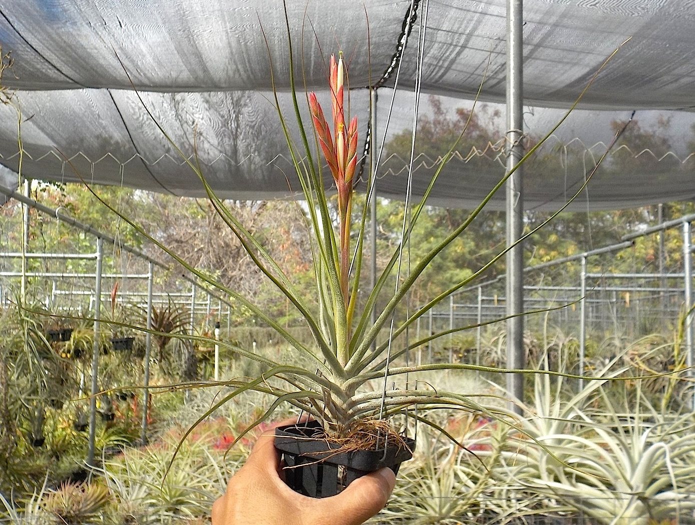 Tillandsia - Tillandsia Hawaiian Star. bulbosa Belize x schiedeana 