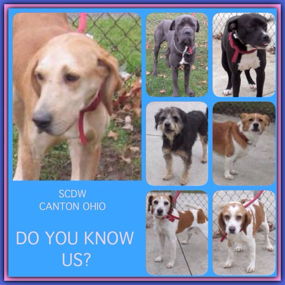 Stark Co Pound Dogs - Ohio - OPEN SATURDAY 10AM - 4PM! Stark County Dog ...