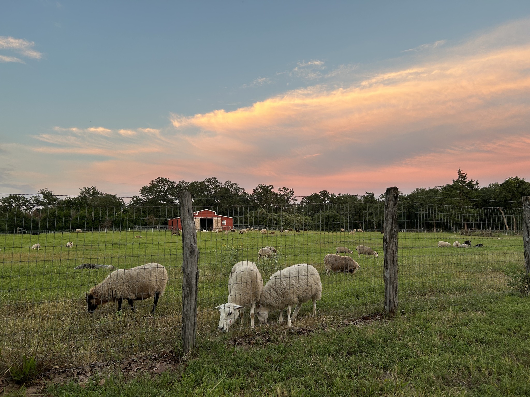 Roving Ram Ranch | Franklin TX