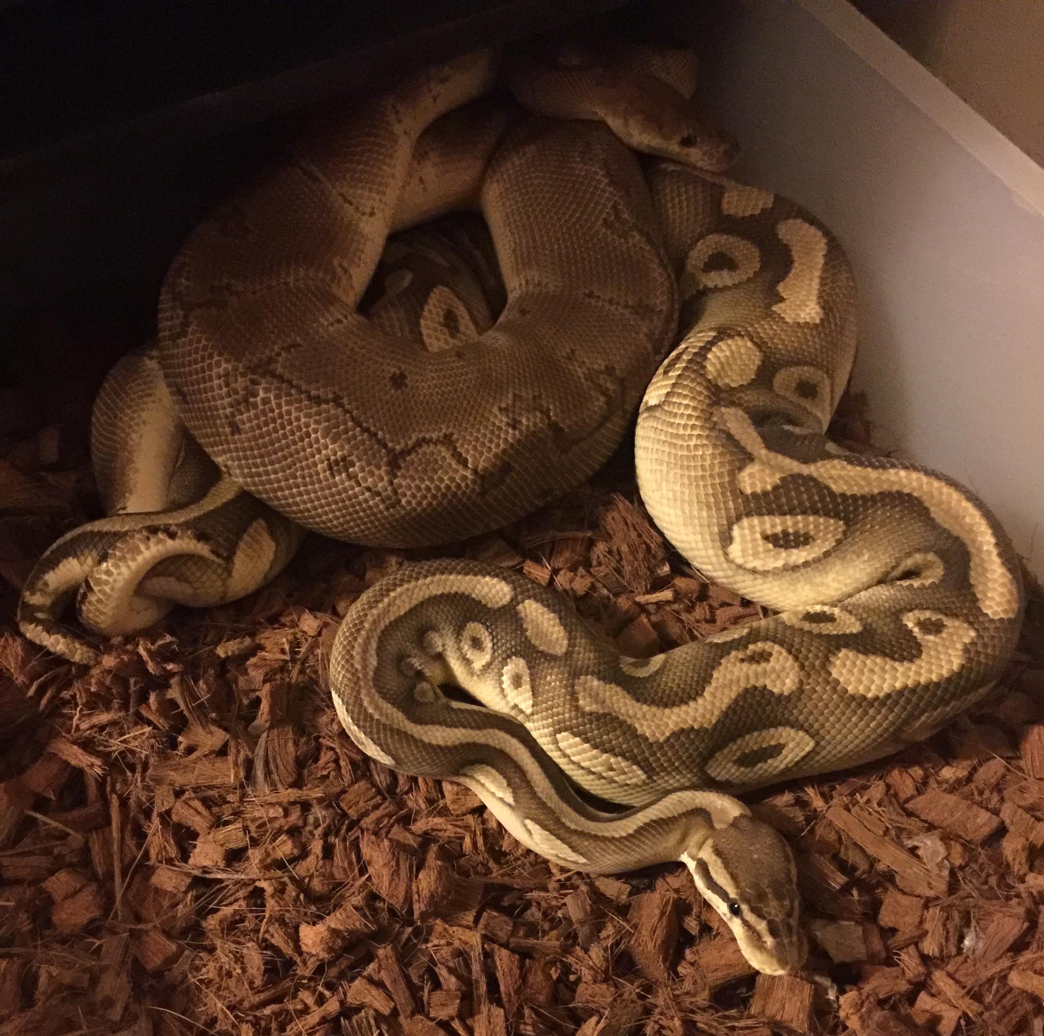 Mammoth Ball Pythons | Jacksonville FL