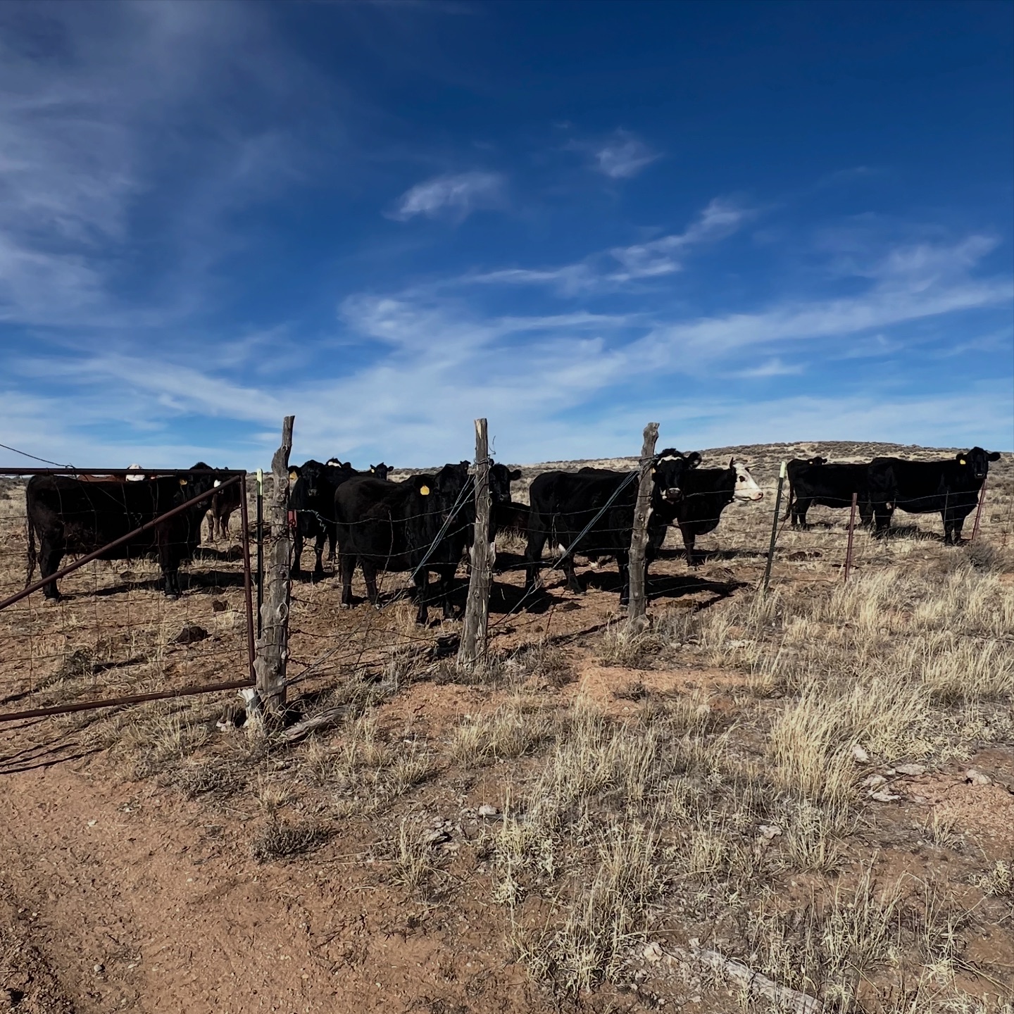 FinBee TAC | Cedar City UT