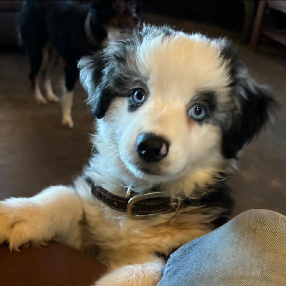 Texas Mini Aussie Rescue – Lone Star Aussie Dog Rescue – TDBZAB