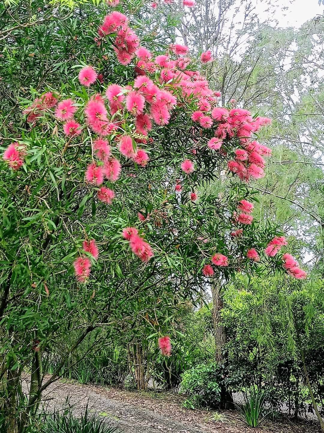 ARTIFICIAL BOTTLE BRUSH STEMS AUSTRALIAN NATIVE FLOWERS ORANGE FLOWER STEM x1 | Australia